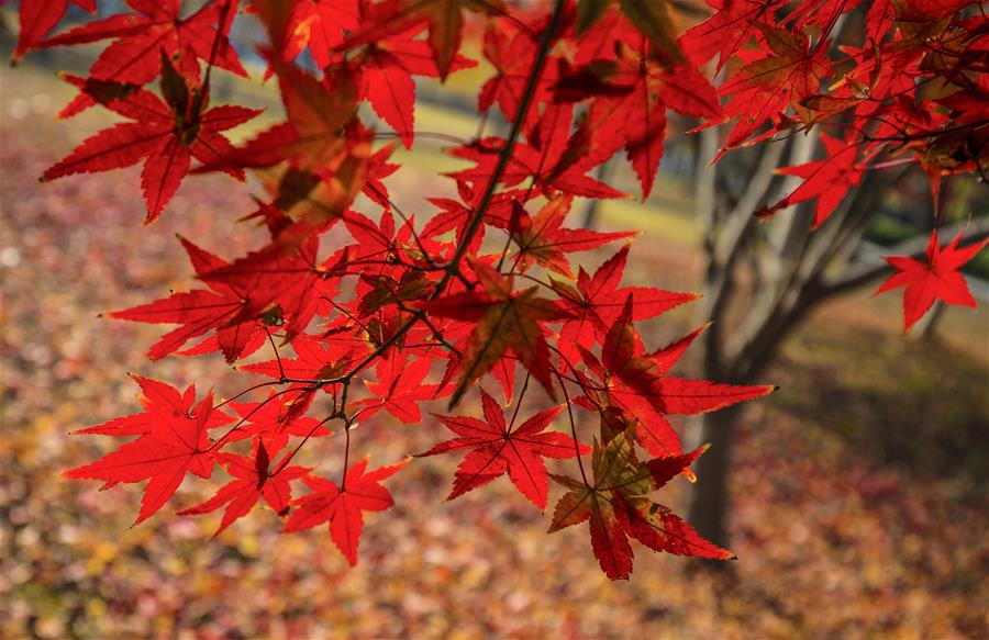 CHINA-MAPLE LEAVES-SCENERY (CN)