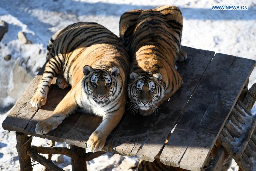 CHINA-HEILONGJIANG-SIBERIAN TIGER (CN)