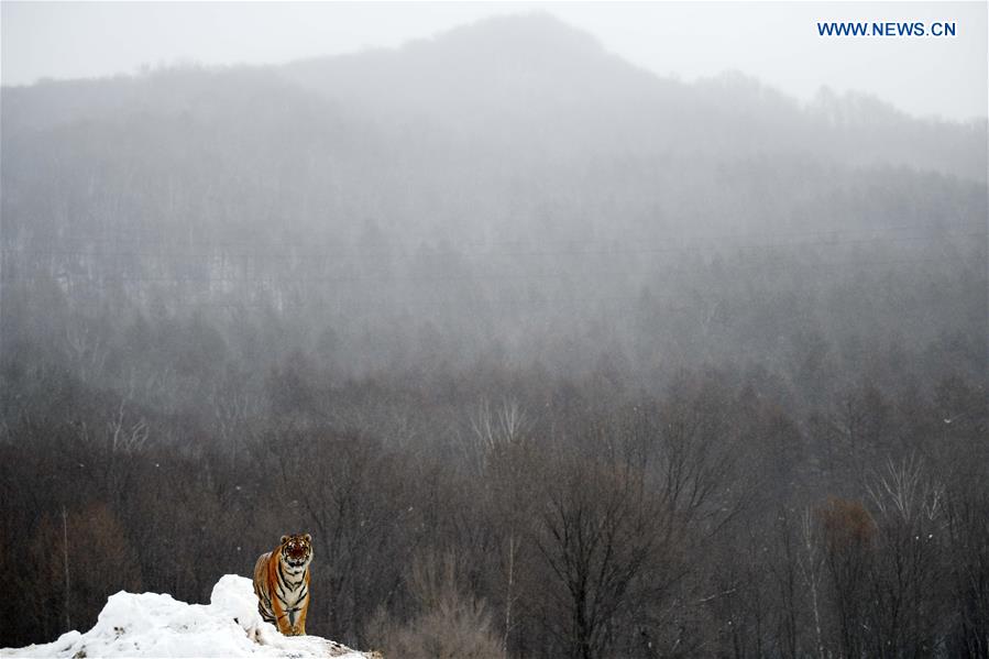 CHINA-HEILONGJIANG-SIBERIAN TIGER (CN)