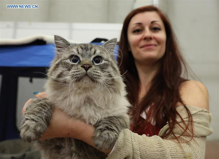 ITALY-BOLOGNA-AMERICAN CAT SHOW