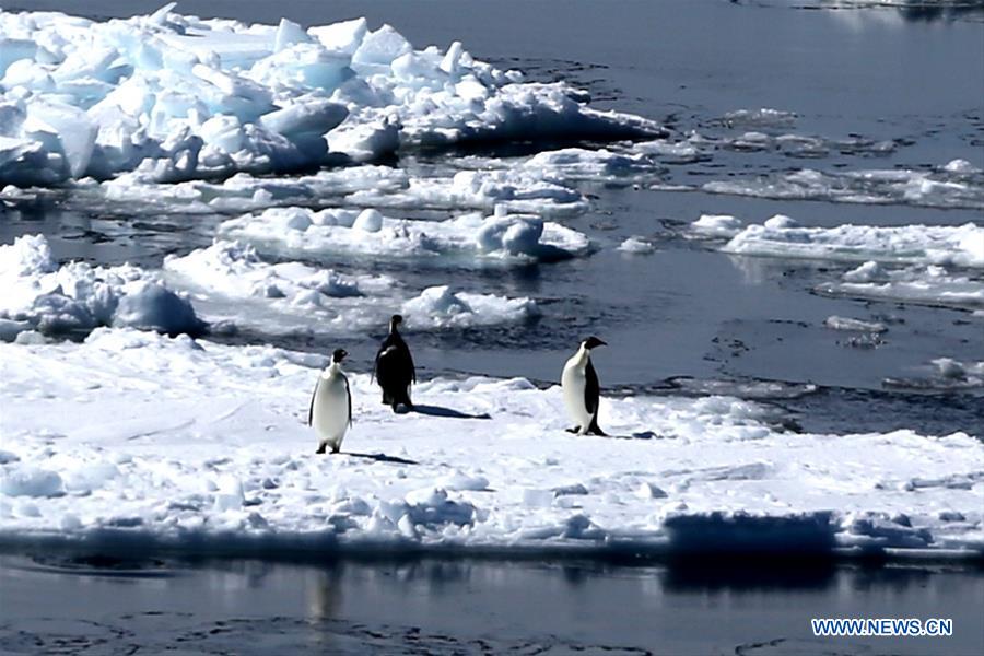 CHINA-XUELONG-ANTARCTIC RESEARCH EXPEDITION-ANTARCTIC CIRCLE (CN)