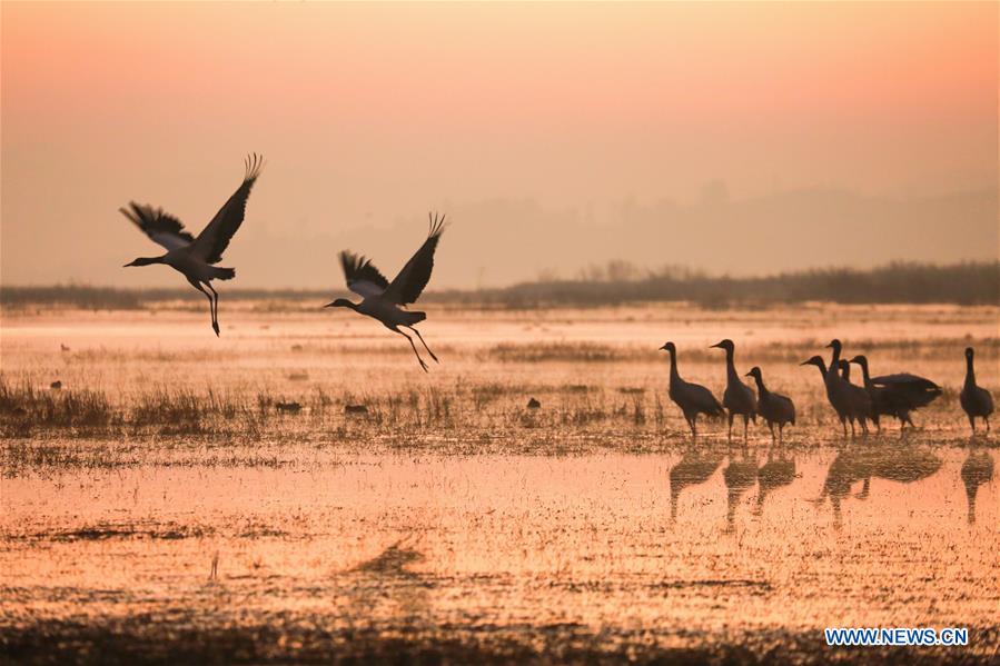 CHINA-GUIZHOU-WEINING-NATURE RESERVE-BLACK-NECKED CRANE (CN)