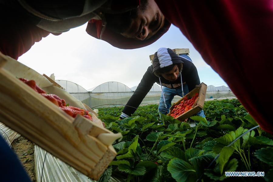 MIDEAST-GAZA-STRAWBERRY-HARVEST