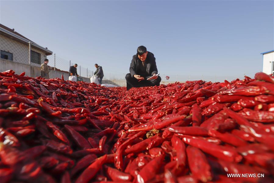 #CHINA-HEBEI-CHILLI PEPPERS (CN)