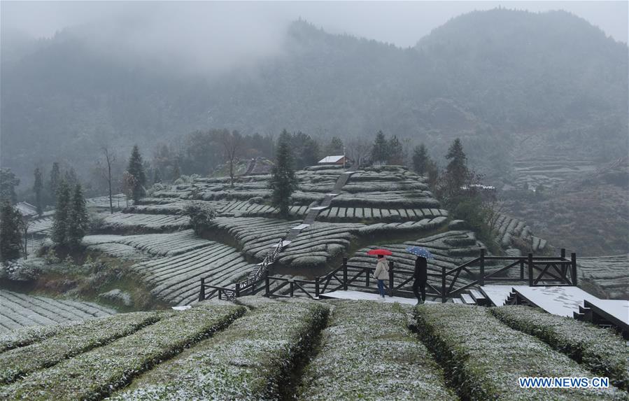 #CHINA-HUBEI-TEA GARDEN-SNOW (CN)