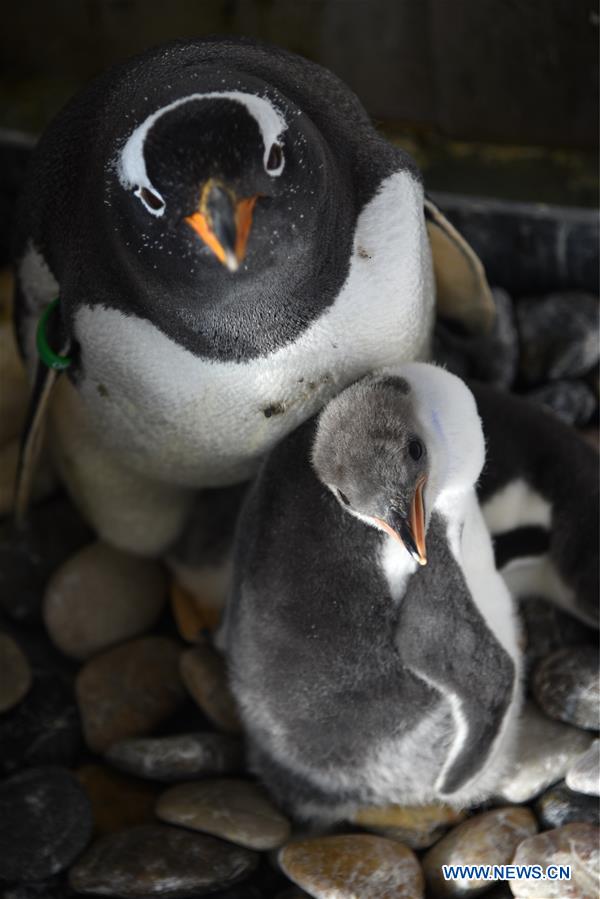 CHINA-HARBIN-POLARLAND-PENGUIN (CN)