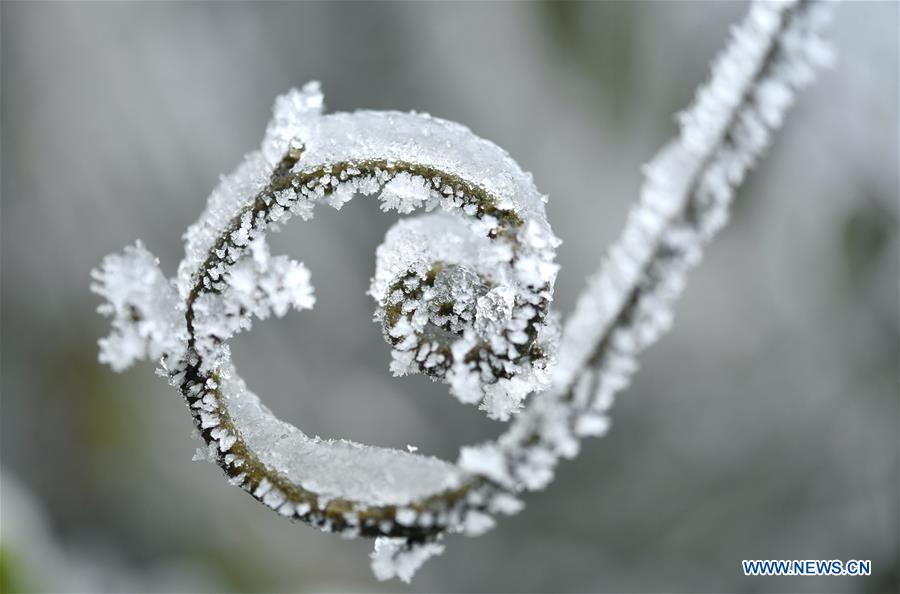 #CHINA-HUBEI-ENSHI-FROZEN PLANTS(CN)