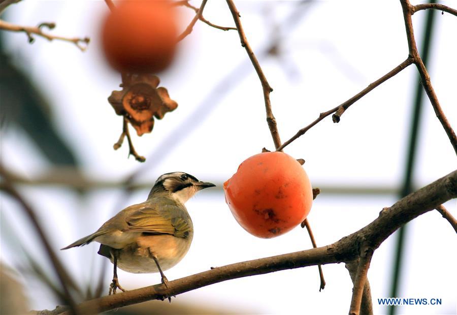 #CHINA-JIANGSU-BIRD-PERSIMMON (CN)