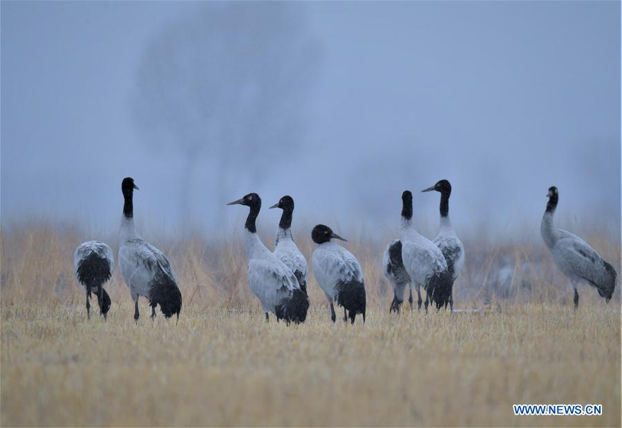 CHINA-TIBET-BLACK-NECKED CRANES (CN)