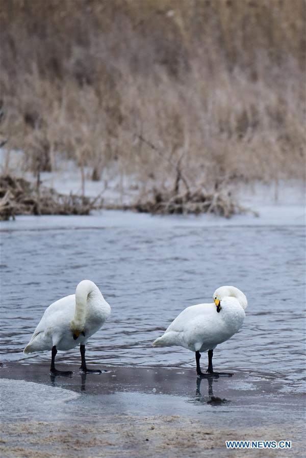 CHINA-QINGHAI-SWAN (CN)