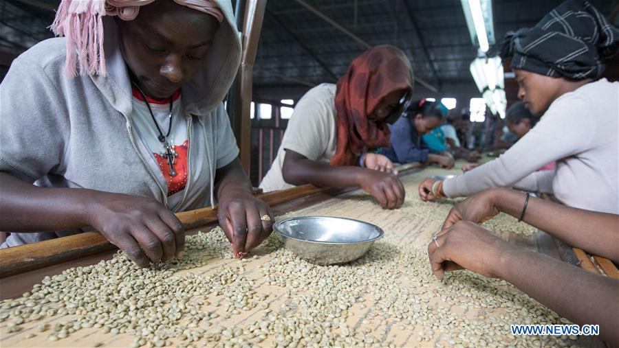 CHINA-ETHIOPIA-COFFEE-IMPORT-MARKET