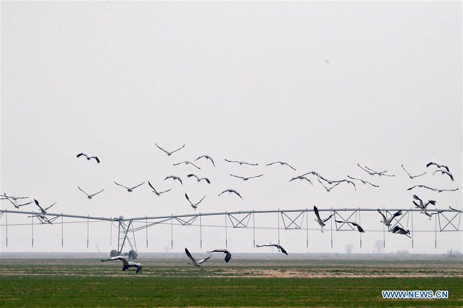 CHINA-HENAN-YELLOW RIVER-MIGRANT BIRDS (CN)