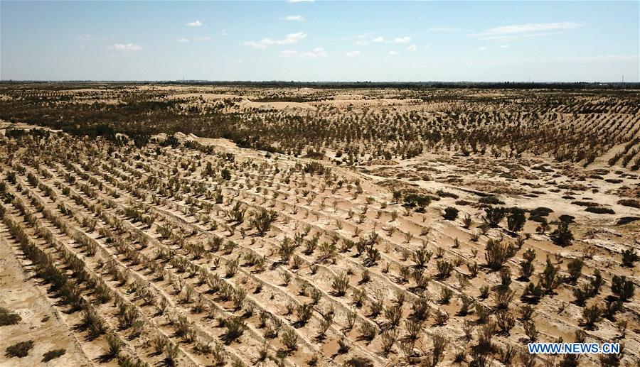 CHINA-ENVIRONMENT-DESERT CONTROL-AFFORESTATION (CN)