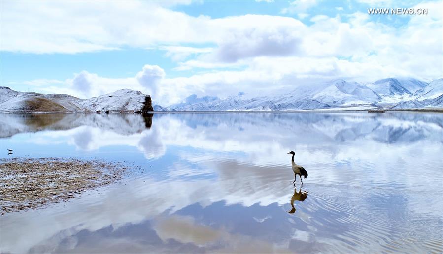 (InTibet)CHINA-ENDANGERED SPECIES-BLACK-NECKED CRANE (CN)