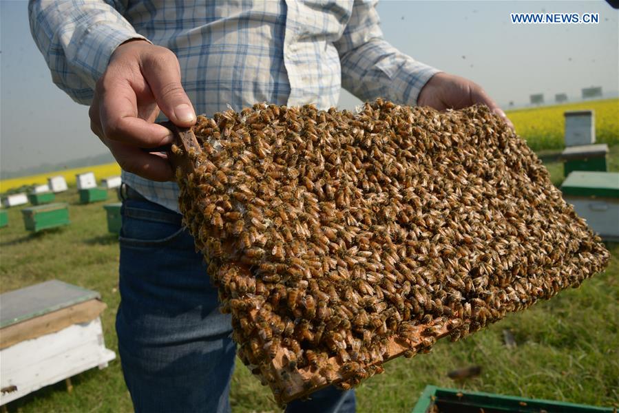 BANGLADESH-DHAKA-HONEY-BEE-FARMING