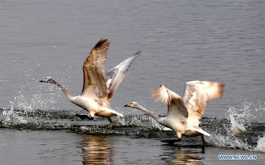 CHINA-HENAN-WHITE SWANS (CN)