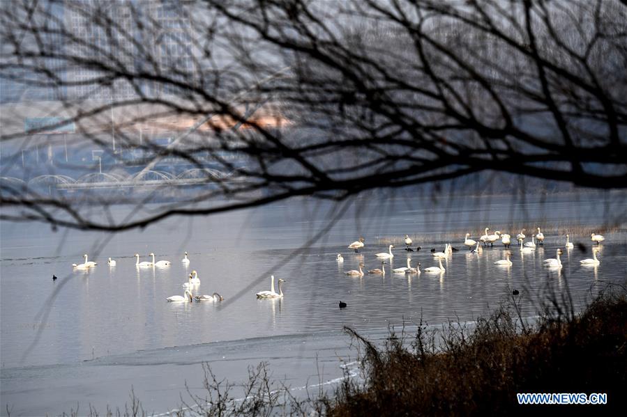 CHINA-HENAN-WHITE SWANS (CN)