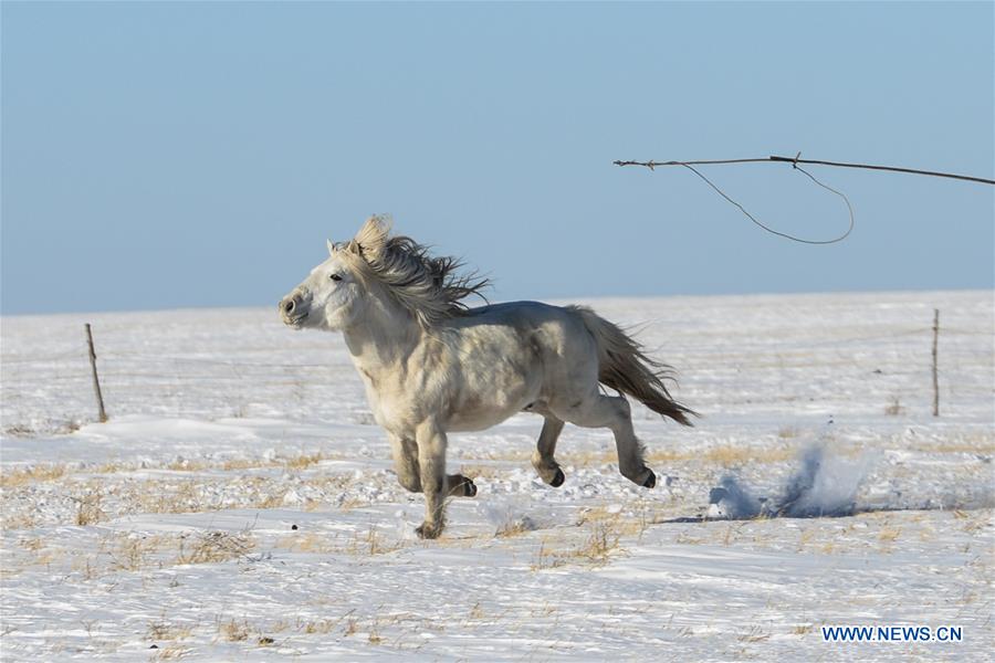 CHINA-INNER MONGOLIA-LASSOING (CN)