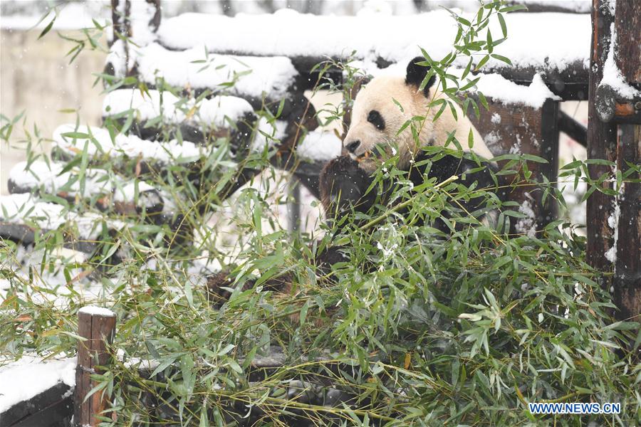 CHINA-ANHUI-SNOW-GIANT PANDA (CN)