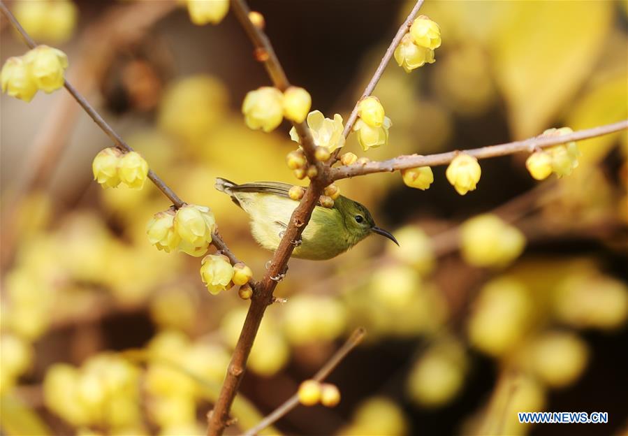 #CHINA-WINTER-FLOWERS (CN)