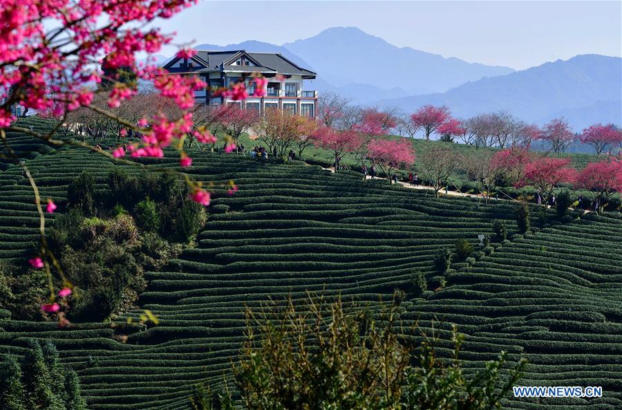 CHINA-FUJIAN-CHERRY-TEA GARDEN (CN)