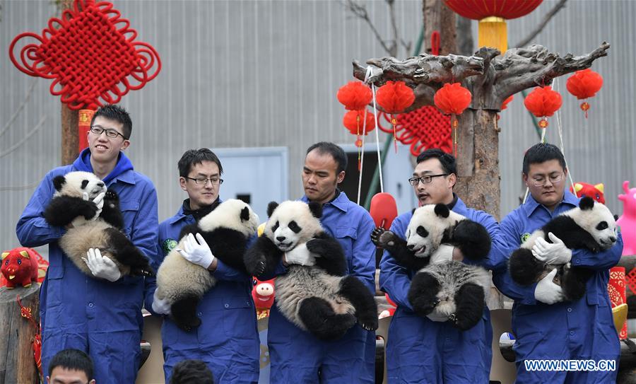 CHINA-SICHUAN-GIANT PANDA-SPRING FESTIVAL (CN)