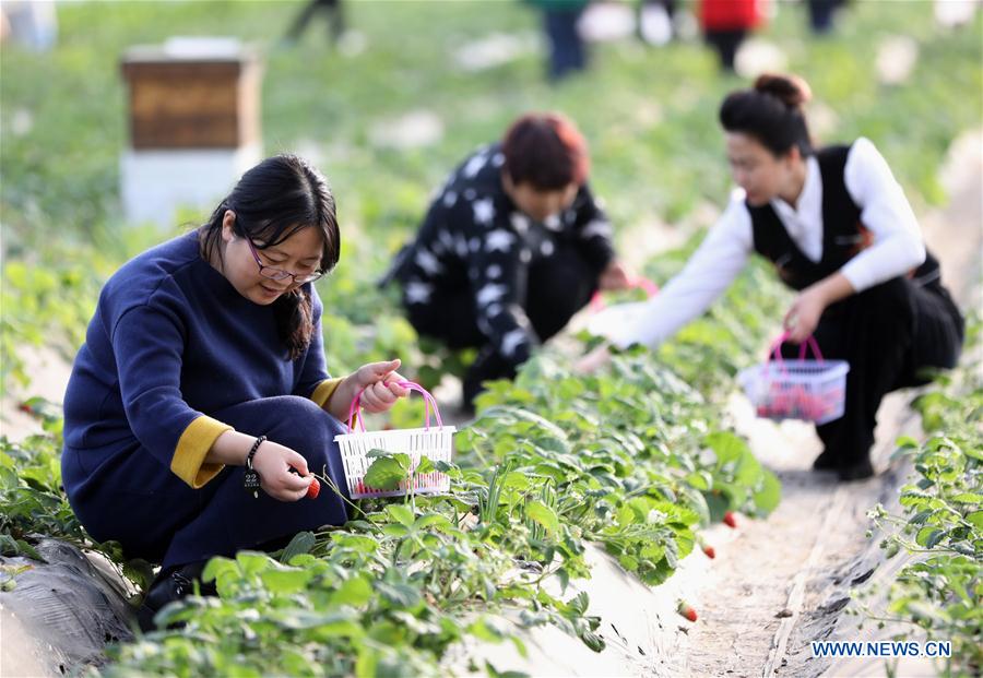 CHINA-HEBEI-HENGSHUI-FARM-TOURISM (CN)