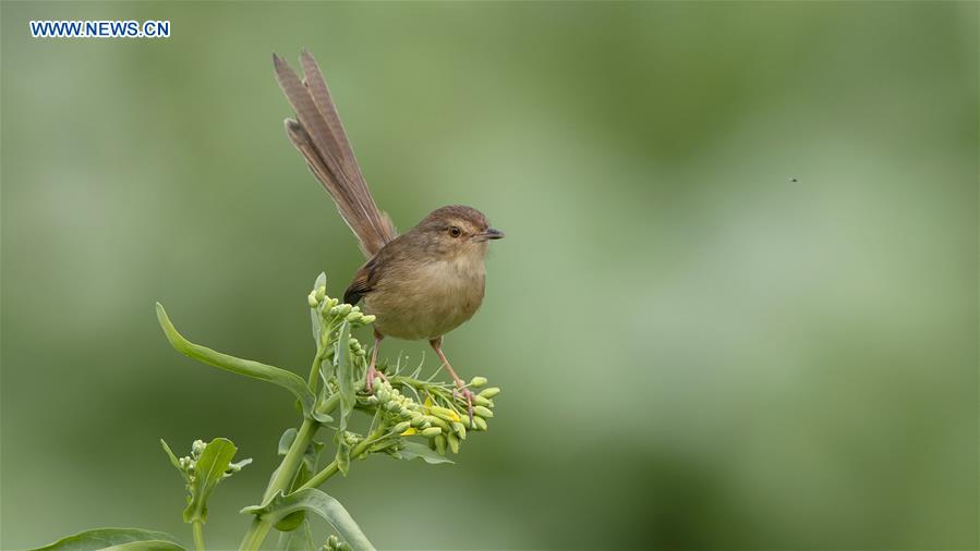 CHINA-FUJIAN-BIRDS (CN)