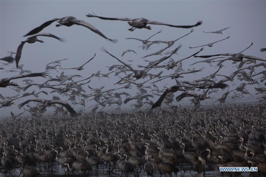 ISRAEL-HULA VALLEY-GRAY CRANES