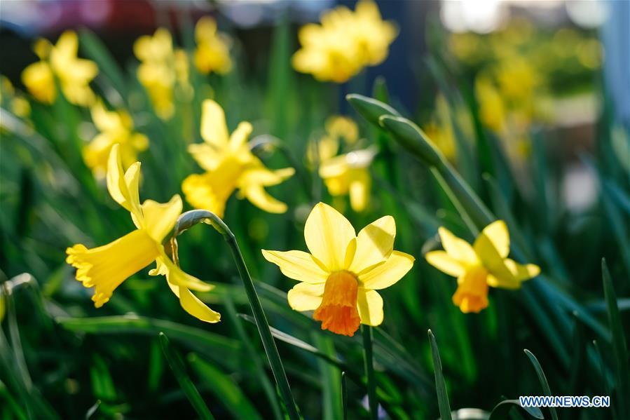 BELGIUM-BRUSSELS-NARCISSUS-BLOOM