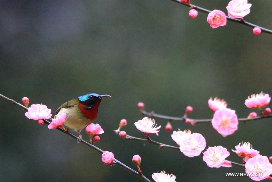 #CHINA-SPRING-SCENERY-BIRDS AND FLOWERS (CN)