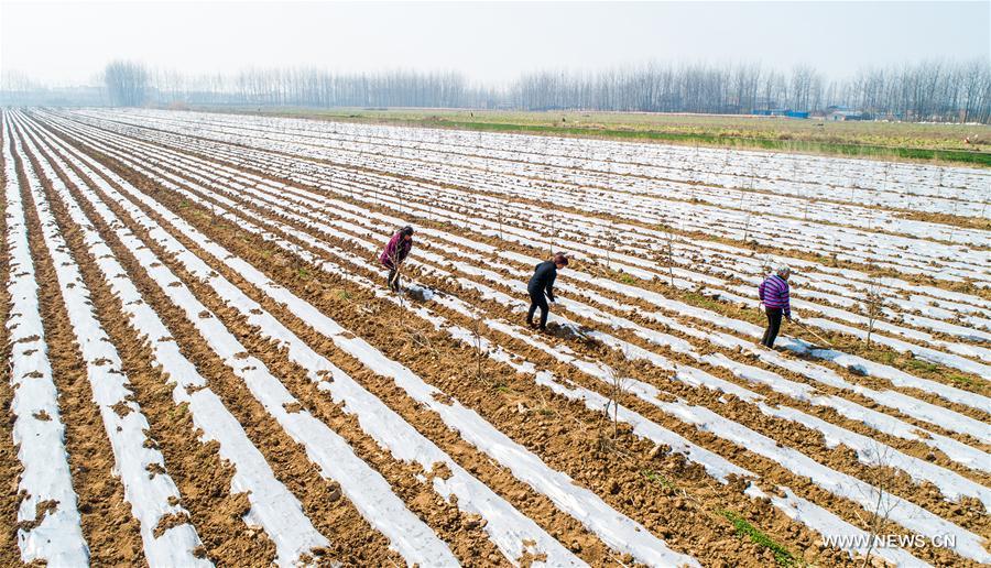 #CHINA-JINGZHE-FARM WORK