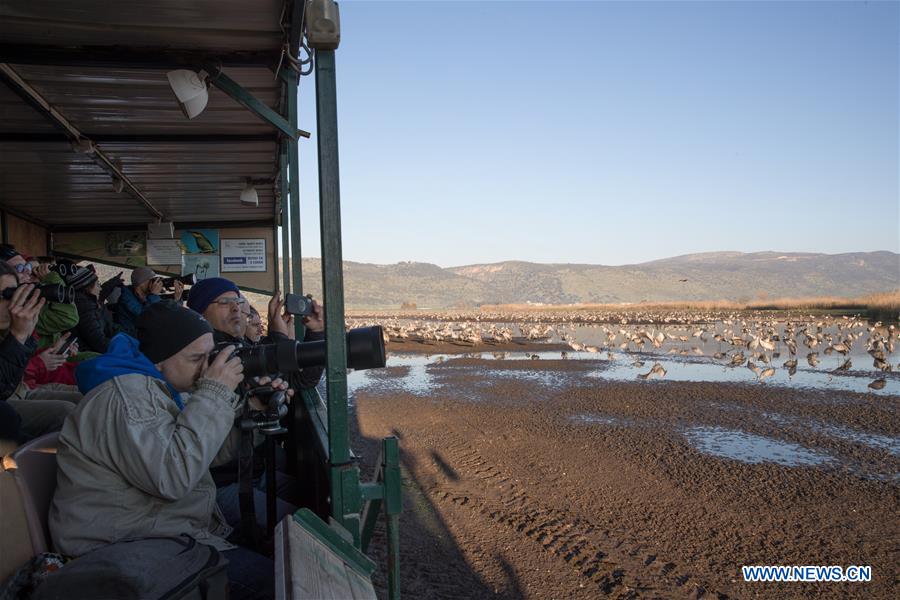 ISRAEL-HULA VALLEY-BIRD-MIGRATION