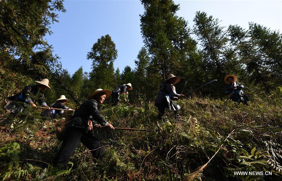 CHINA-GUIZHOU-LIPING-TREE PLANTING (CN)