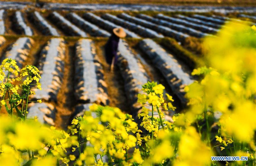 #CHINA-SPRING-FARM WORK (CN)