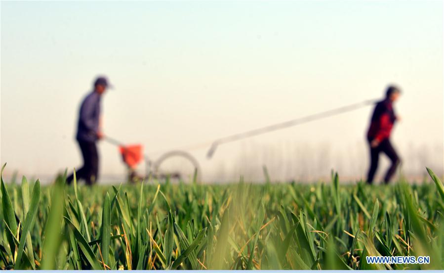 #CHINA-SPRING-FARM WORK (CN)