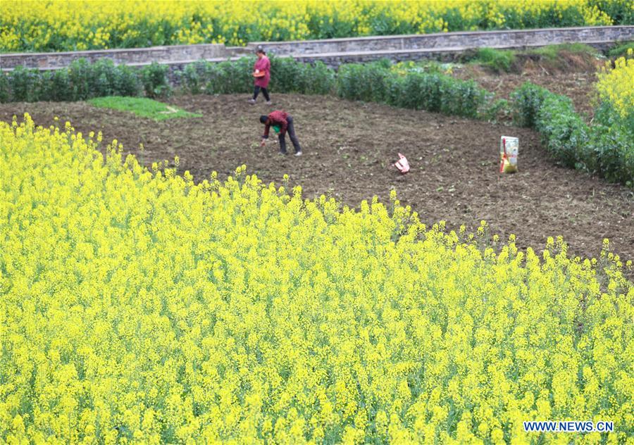 #CHINA-SPRING-FARM WORK (CN)