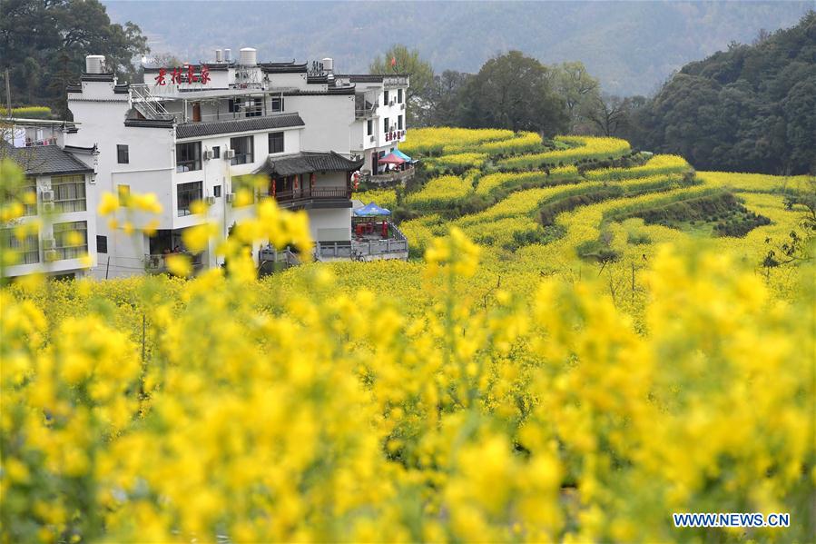 CHINA-JIANGXI-COLE FLOWER FIELDS (CN)