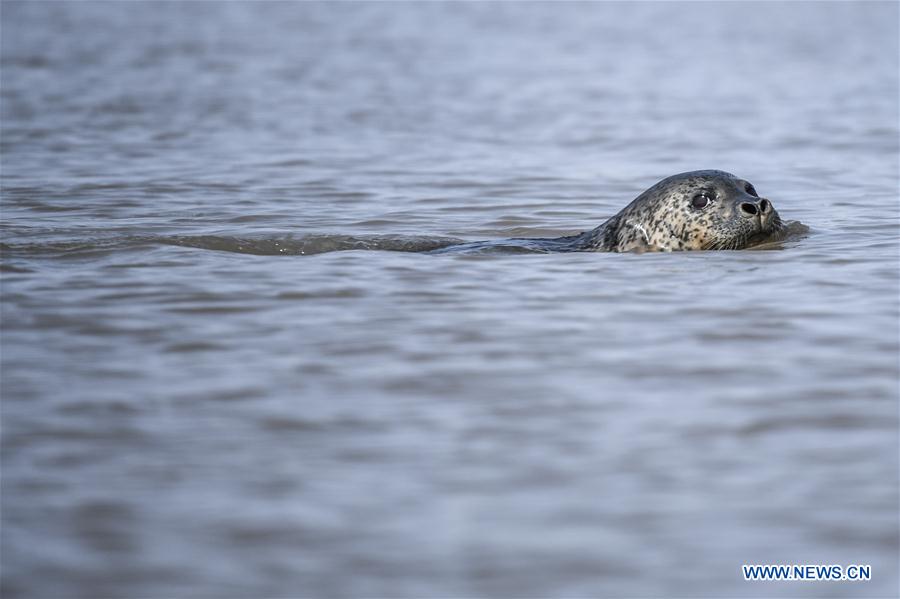 CHINA-LIAONING-PANJIN-SPOTTED SEALS (CN)