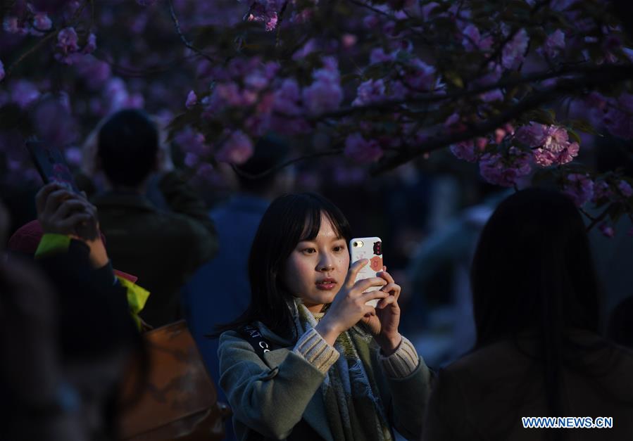 CHINA-ANHUI-HEFEI-CHERRY BLOSSOMS (CN)