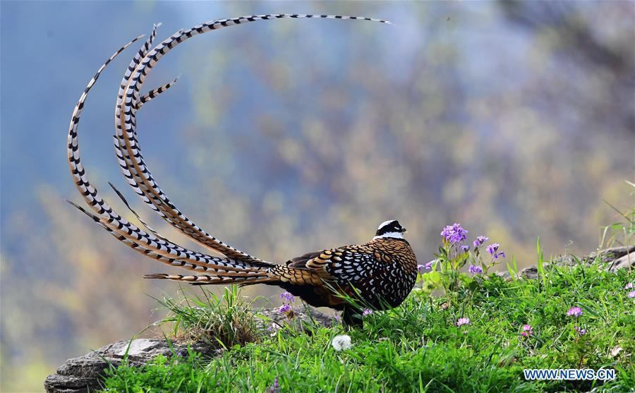 CHINA-HUBEI-WILDLIFE-REEVES'S PHEASANT (CN)