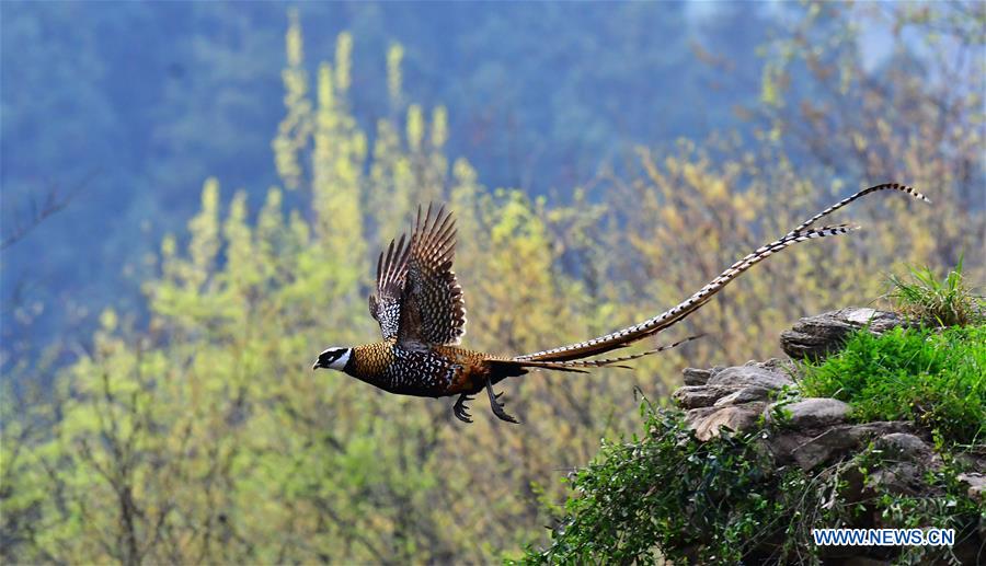 CHINA-HUBEI-WILDLIFE-REEVES'S PHEASANT (CN)