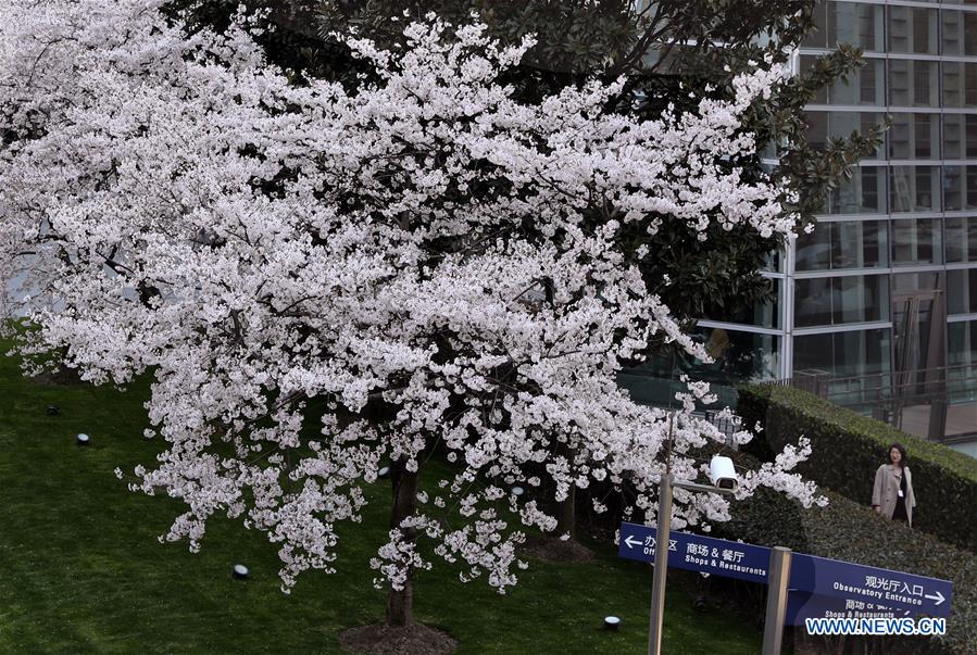 CHINA-SHANGHAI-CHERRY BLOSSOMS-CITYSCAPE (CN)