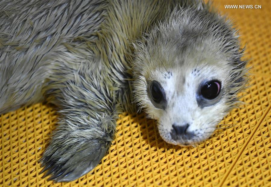 CHINA-HEILONGJIANG-HARBIN-SEAL PUP (CN)