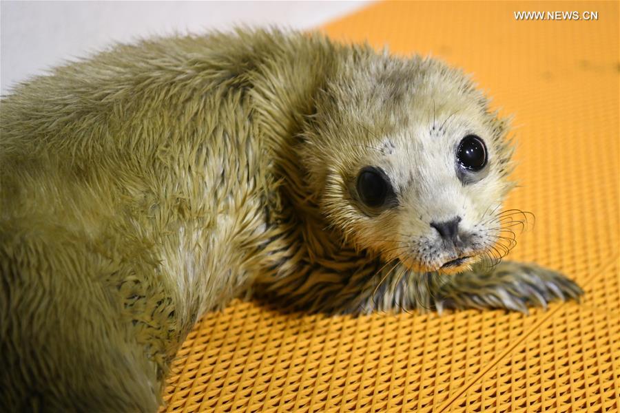 CHINA-HEILONGJIANG-HARBIN-SEAL PUP (CN)