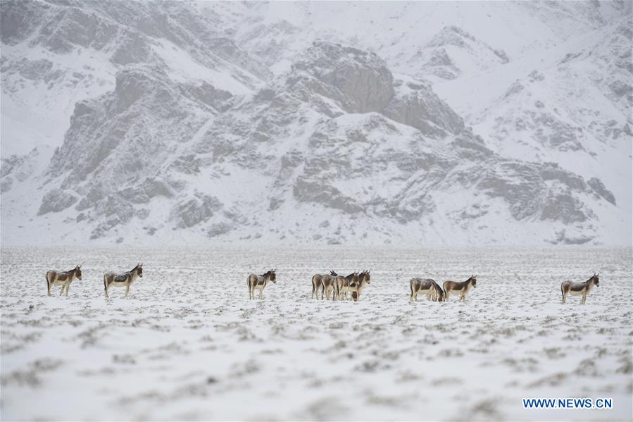 CHINA-XINJIANG-ALTUN MOUNTAINS-WILDLIFE-LANDSCAPE (CN)