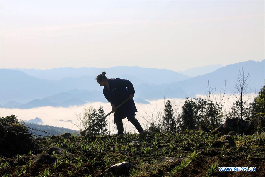 #CHINA-SPRING-FARM WORK (CN)