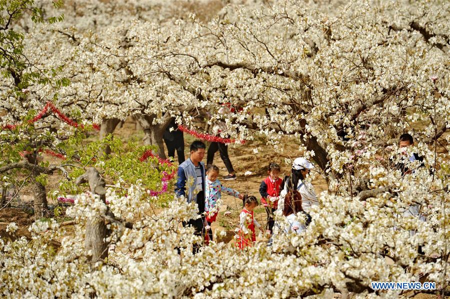 CHINA-SUNING-PEAR BLOSSOMS (CN)