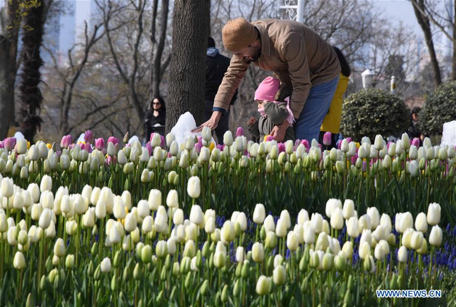 TURKEY-ISTANBUL-TULIPS