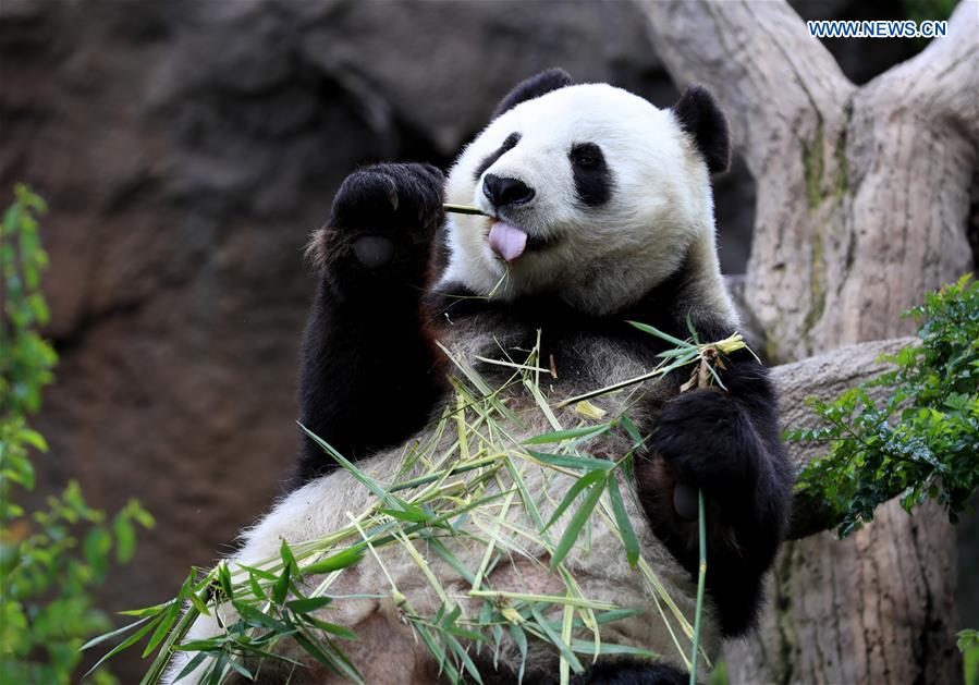 U.S.-CALIFORNIA-SAN DIEGO ZOO-PANDA-FAREWELL